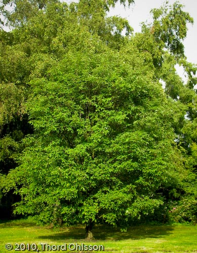 Acer maximowiczianum